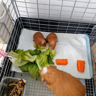 モルモット家族里親さん募集します