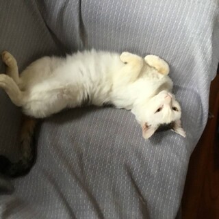 チョンマゲ？カツラ？を着けた優しい男の子