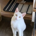 可愛い白ネコ(オス)ちゃんの里親を募集しています！