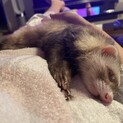 人懐っこい元気なフェレットちゃんです