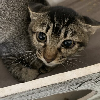 アビシニアンみたいな柄の子猫♀
