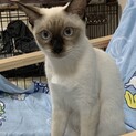 イケメンシャムミックスの男の子