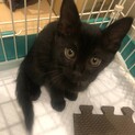 イケメン子猫◎里親募集しております♪