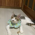 生後6ヶ月　キジトラのイケニャン男の子