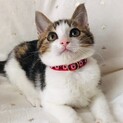 お目々も、性格も♡ まんまる丸いナデシコ ♡
