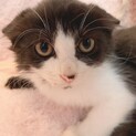 家族が出来ました♡黒白ハチワレ☆ぜんいつくん