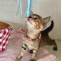 あのね、わたちのおヒゲが短いわけはね…