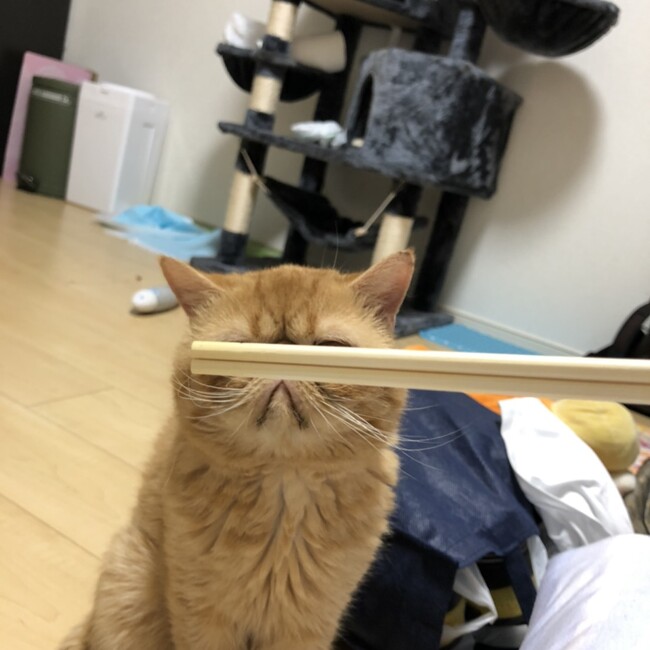BooMayu311のカバー写真