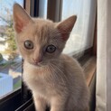 子猫ちゃんの里親さん募集！