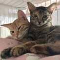 むぎわら＆茶トラ仲良し姉妹　生後4か月