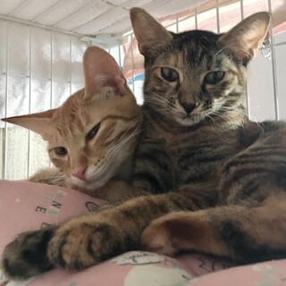 むぎわら＆茶トラ仲良し姉妹　生後4か月