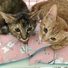 むぎわら＆茶トラ仲良し姉妹　生後4か月 サムネイル2