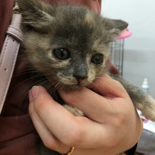 里親決定。パステルサビのジーナちゃん