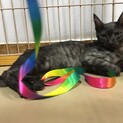 ブラックスモークの男の子