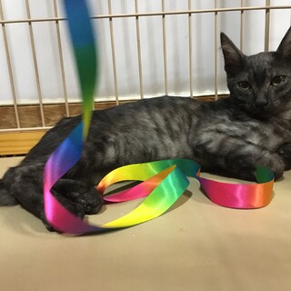 ブラックスモークの男の子