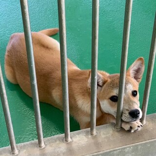 里親様決定しました！