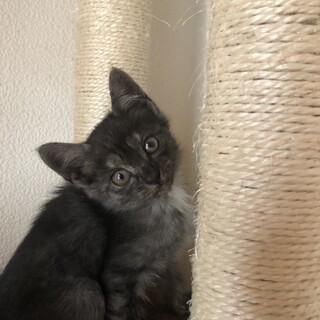 珍しいブラックスモーク柄の女の子