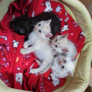 岐阜と岡崎里親さまにきまりました