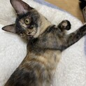 とっても優しい　猫犬人間みんな大好きひとみちゃん
