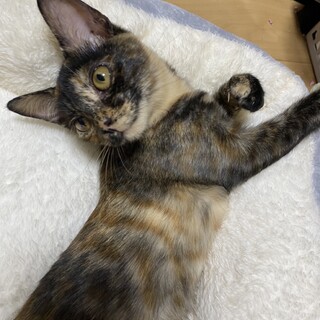 とっても優しい　猫犬人間みんな大好きひとみちゃん