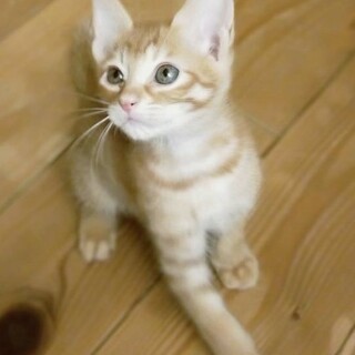 2か月茶トラ　甘えん坊男の子　りくくん