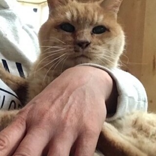 マイペースな茶葉ばあちゃんの家族を募集中！