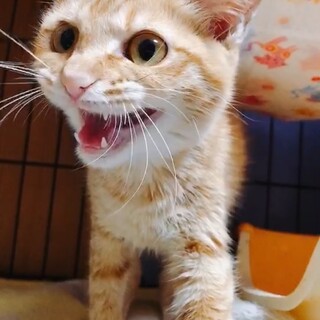 甘えん坊のストーカー　ミコちゃん