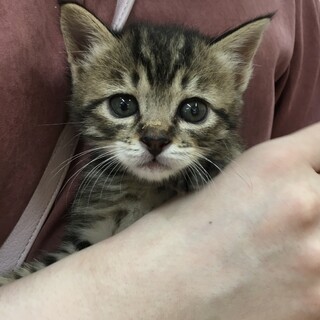 里親決定。キジ猫のトド松くん1ヶ月半