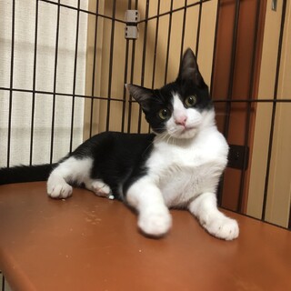 きれいなハチワレ柄のはちこちゃん♀