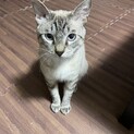 シャムトラ 男の子