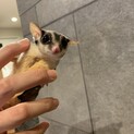 フクロモモンガ　オス1匹