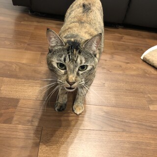 人が大好きなサビ猫です！