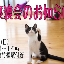 猫の譲渡会