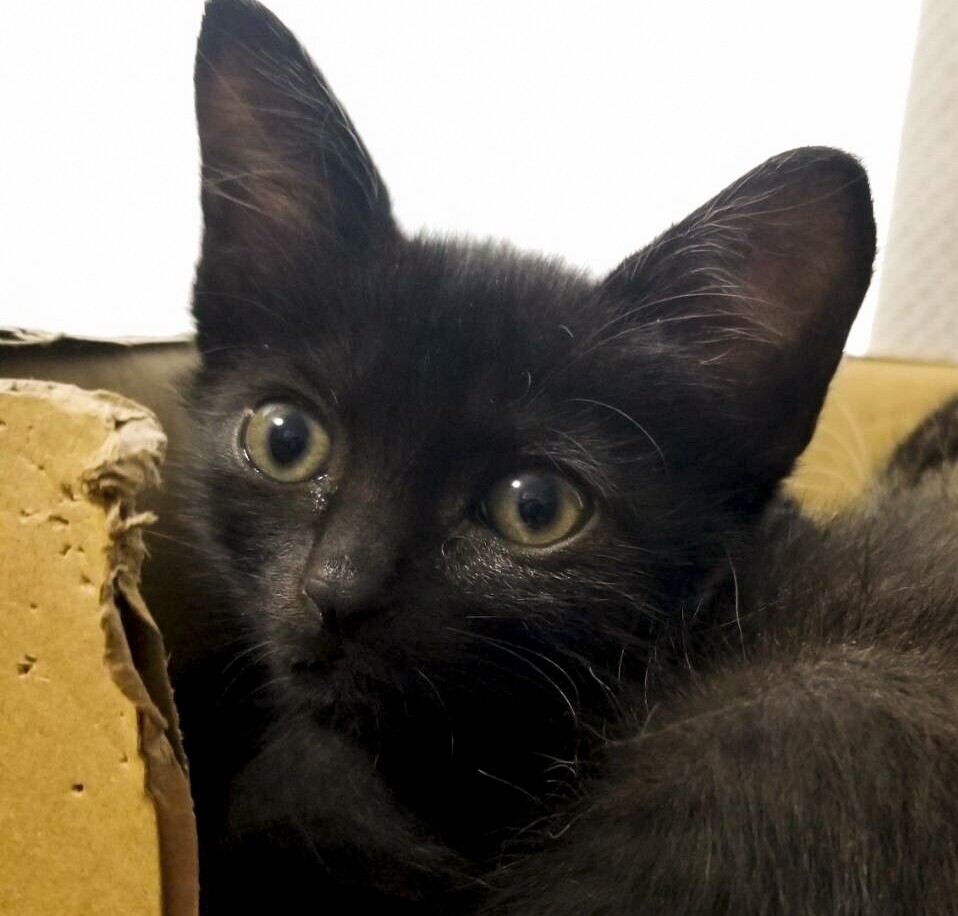 抱っこするとゴロゴロ言う 岡山県 猫の里親募集 ペットのおうち 月間利用者150万人