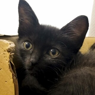 抱っこするとゴロゴロ言う黒猫女子あん