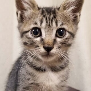 募集停止チュパチュパキジトラ女子くるみ