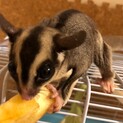 フクロモモンガ里親募集
