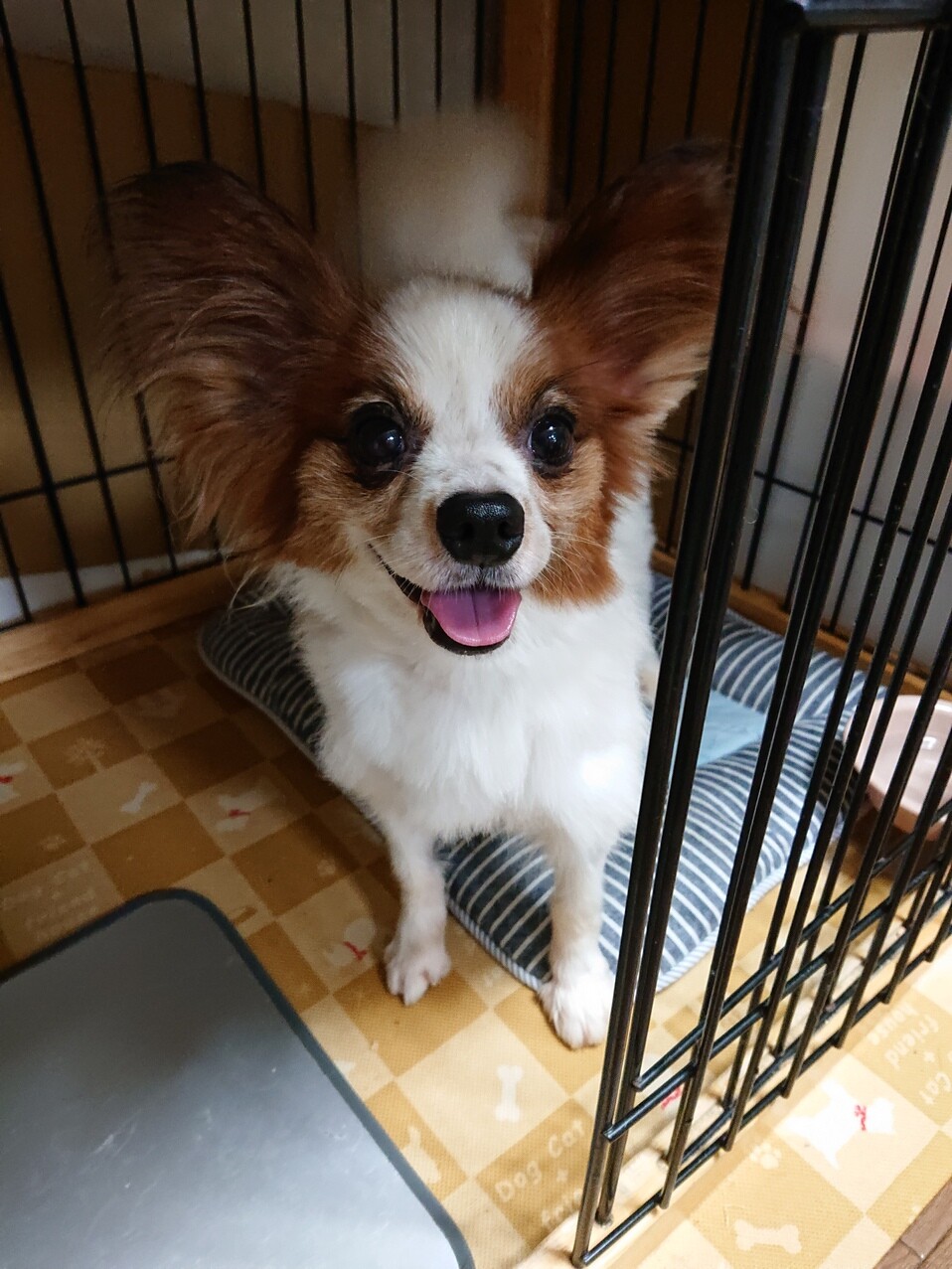 パピヨン4歳☆飛鳥君 繁...」大阪府 - 犬の里親募集(336148 
