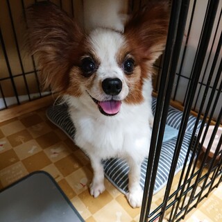 パピヨン４歳★飛鳥君　繁殖引退犬