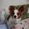 パピヨン４歳★飛鳥君　繁殖引退犬 サムネイル2