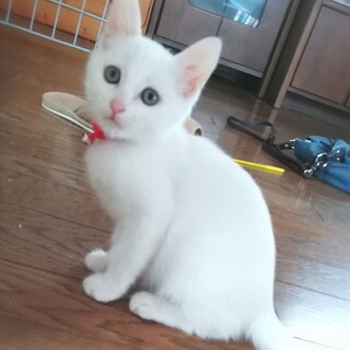 生後２ヶ月★彩り子にゃんこ６