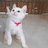 生後２ヶ月★彩り子にゃんこ６ サムネイル2