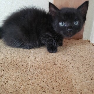 家族が出来ました♡黒猫♀あーちゃん♡