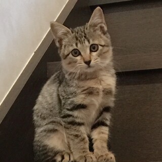 約二ヶ月 まぁるいキジの女の子