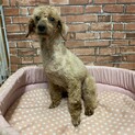 プードル　マーチちゃん　里親募集
