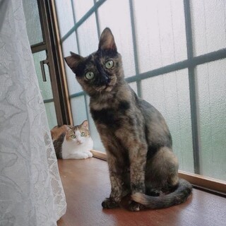 美猫でフレンドリーなサビ子ちゃん