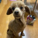 プードル　カレンちゃん　里親募集