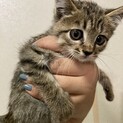 雨の日にボンネットの中から保護した子猫です