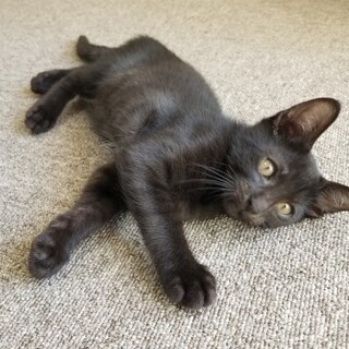 食べるの大好きな元気っ子