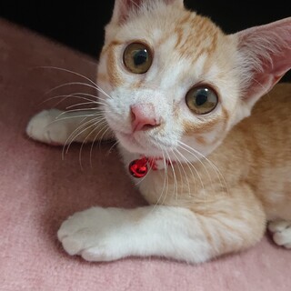 人懐っこくてスタイル抜群、茶白のイケニャンくん